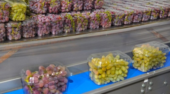 Олтиариқ узуми Италия технологияси ёрдамида қадоқланиб, экспорт қилинмоқда